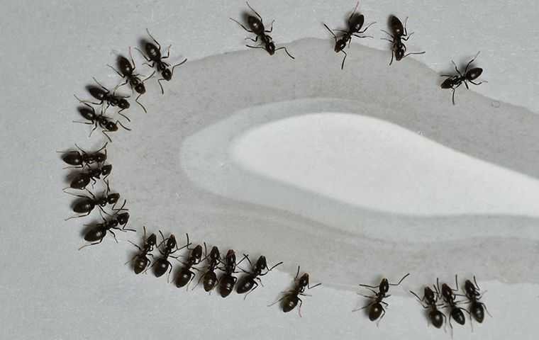 Salt Lake City's Guide To Battling Household Ant Infestations