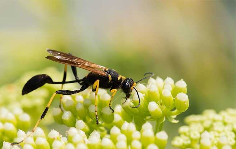 Wasps In Salt Lake City: A Comprehensive Guide To Wasp Removal And Prevention