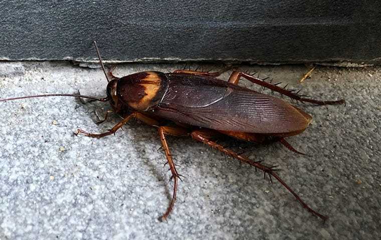 cockroach in house