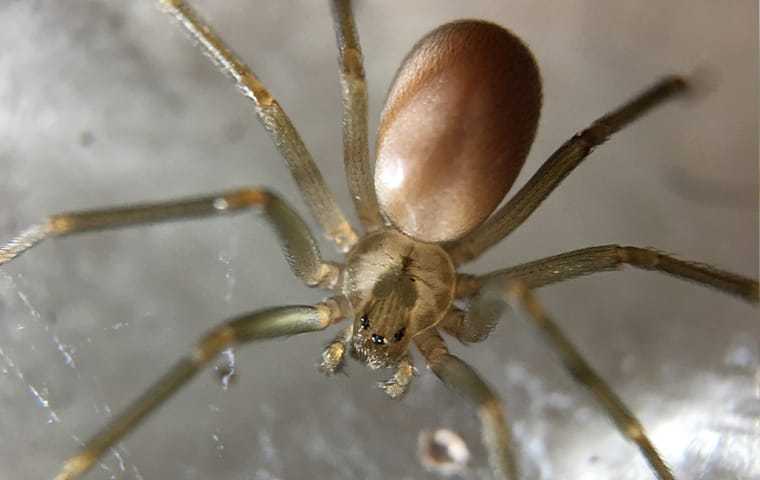 How To Identify And Get Rid Of Dangerous Spiders In Your Salt Lake City Home