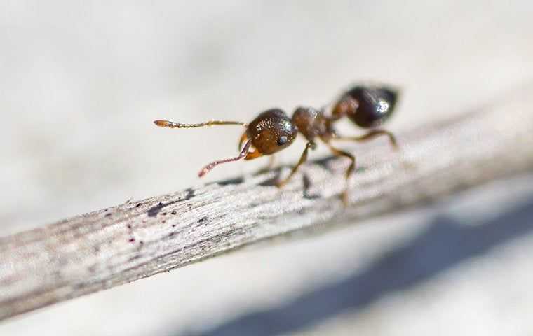 Salt Lake City Homeowners' Guide To Effective Ant Control