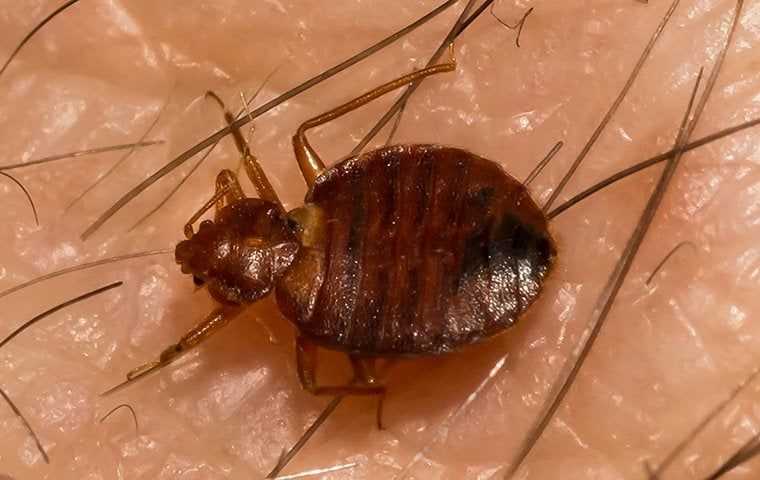Effective Bed Bug Elimination With Heat Treatments: The Ultimate Solution For Salt Lake City Homes