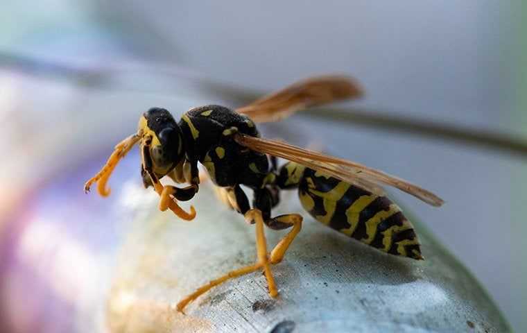 a wasp outside a home