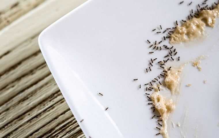 Say Goodbye To The Ants In Your Salt Lake City Home