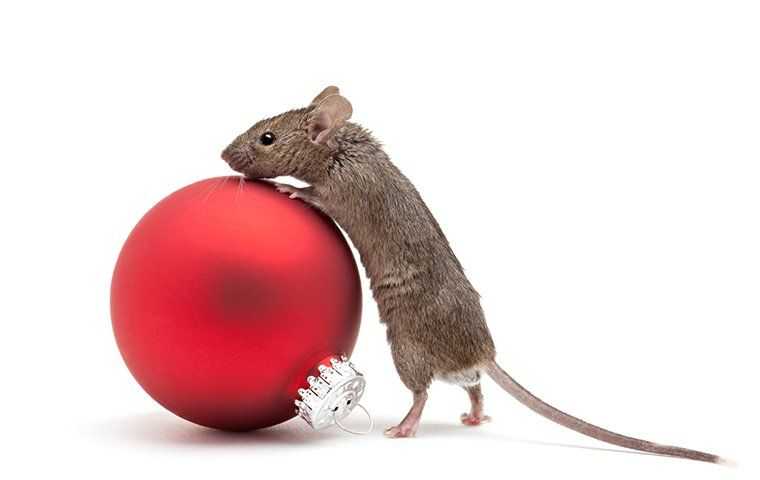 Pest Control And The Holidays: What Salt Lake City Homeowners Need To Know