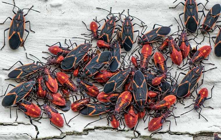 a swarm of boxelder bugs