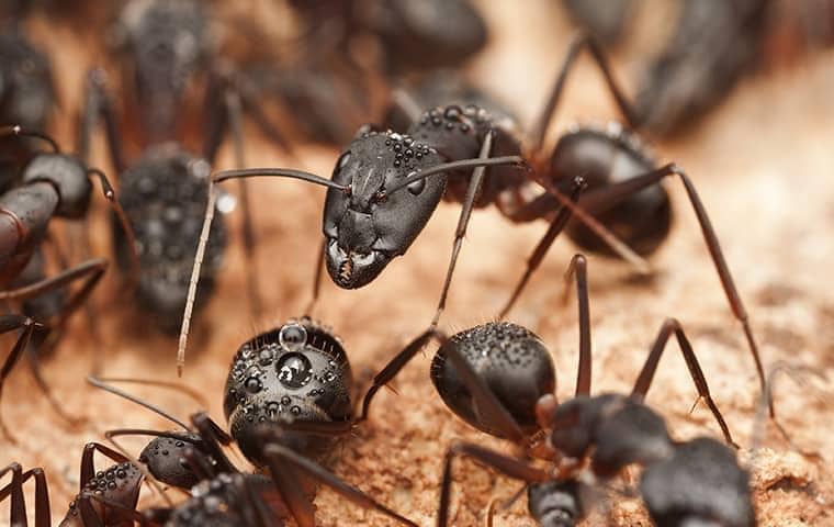 many ants crawling in a home in loxahatchee florida