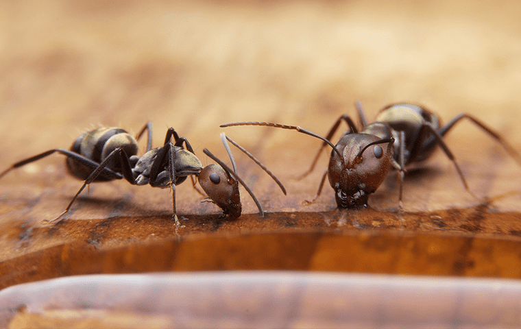 two ants inside a home in jupiter florida