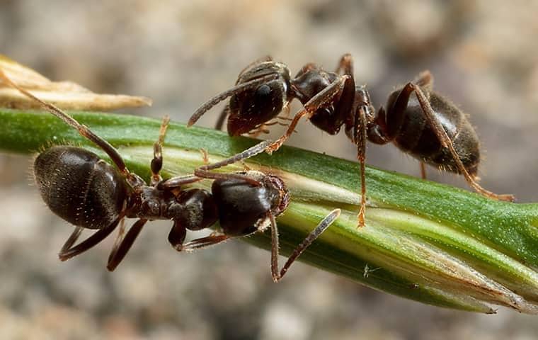 two ants crawling on a plant in palm beach gardens florida