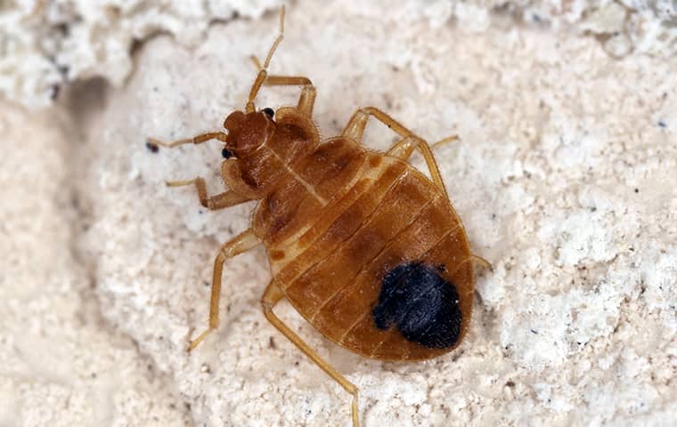 a bed bug on bedding in a home in west palm beach florida