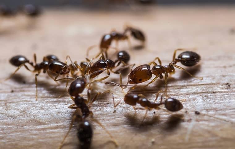 ants in a florida home