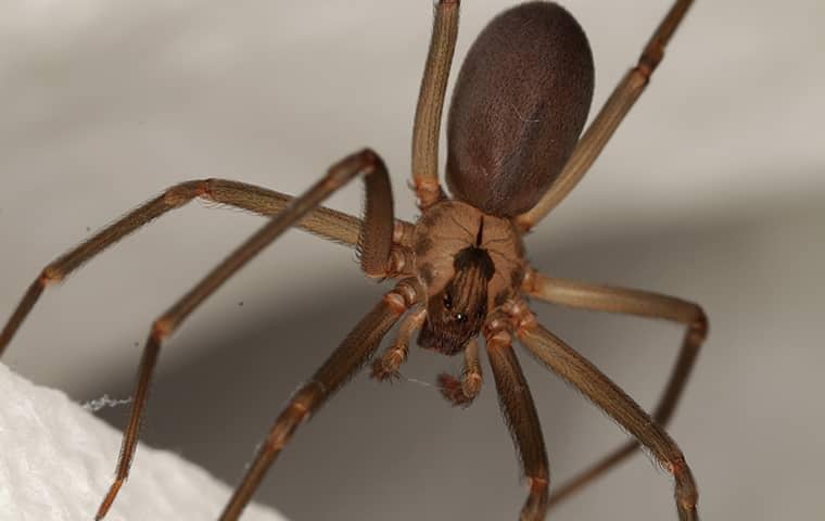 brown recluse spider in florida