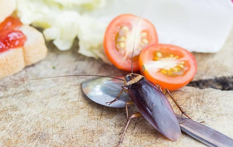 cockroach on a kitchen counter