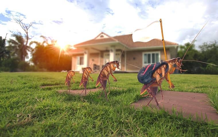 roaches leaving a florida home