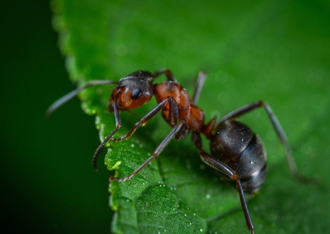 identifying common florida ants