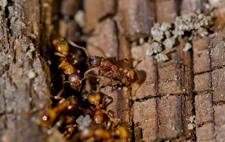 fire ants in a back yard