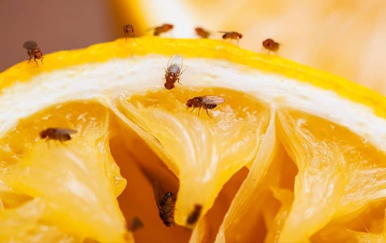 fruit flies on a grape fruit