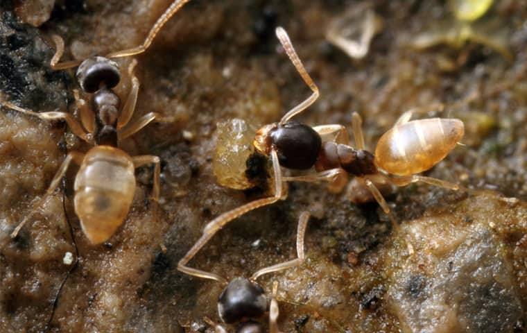 ants in a florida home