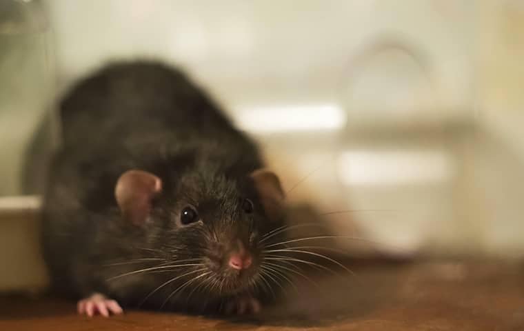 rat in a florida pantry