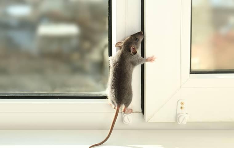 mouse climbing wall in florida home