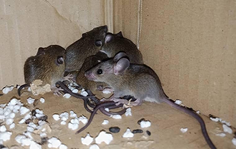 a group of mice in a corner