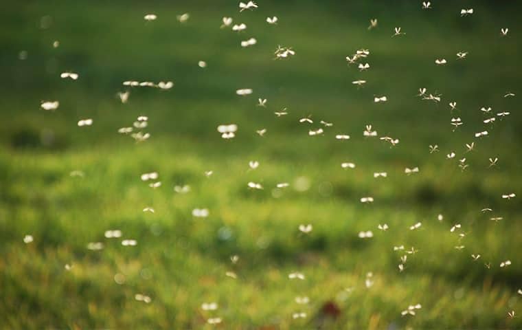 picture of a mosquito swarm in florida