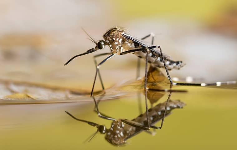 mosquito sitting on top of a body of water