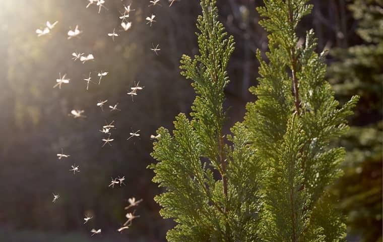 mosquitoes swarming in south florida trees