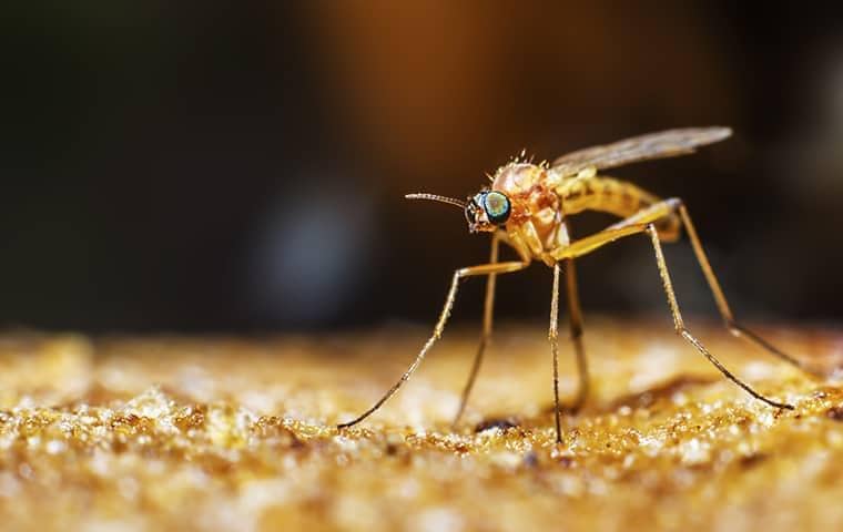 mosquito sitting in the dirt