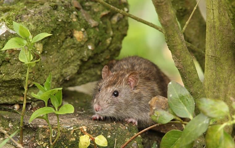 norway rat in a back yard