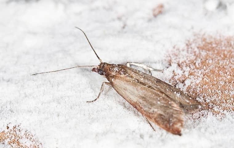 pantry moth in a florida pantry