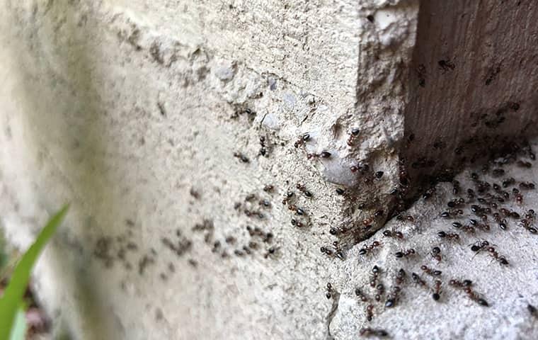 an ant colony infesting a home in jupiter florida