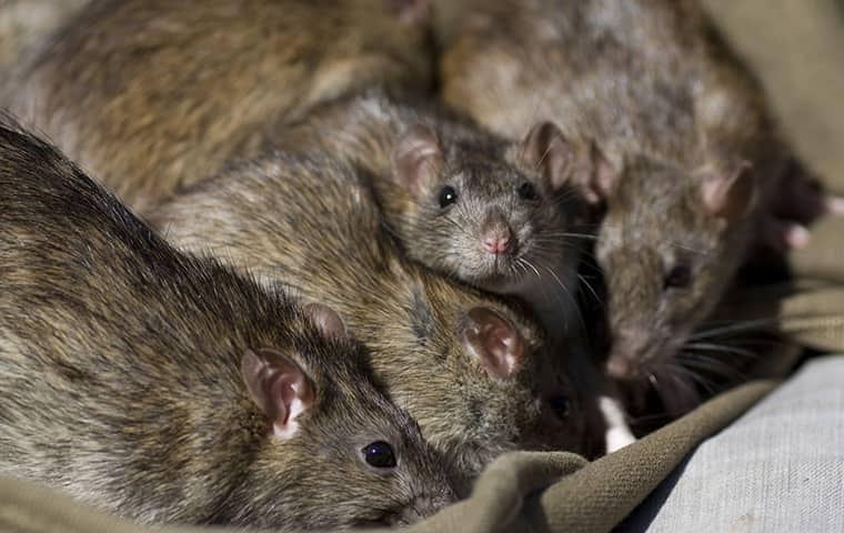 many rats in a south florida pantry