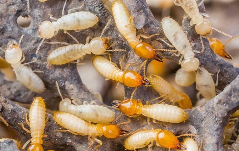 termites swarming in south florida