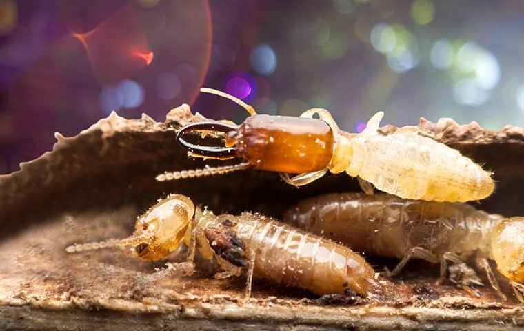 close up picture of a couple of termites