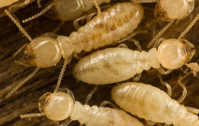 close up picture of termites