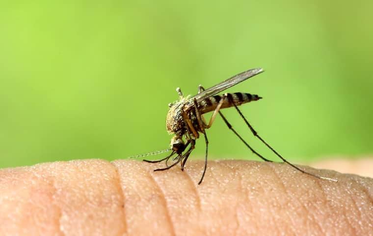 a mosquito biting a persons hand in florida