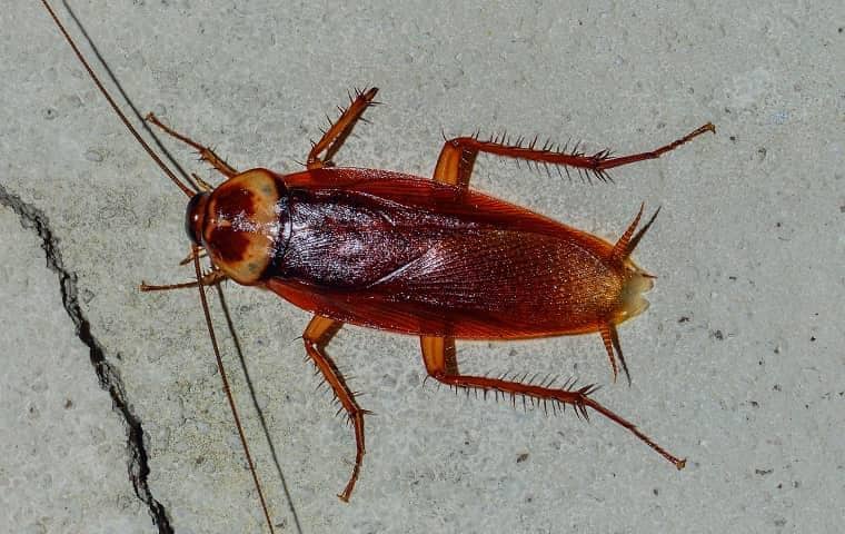 a cockroach outside a home in tequesta florida