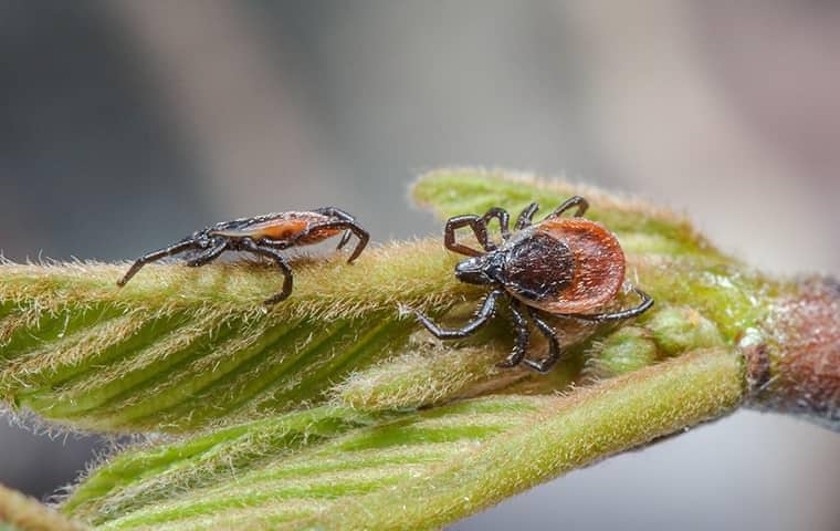 two ticks on a plant in wellington florida