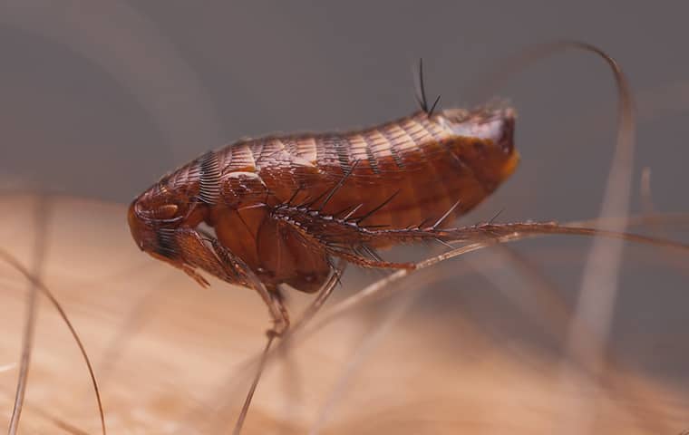 a flea on a person in port saint lucie florida