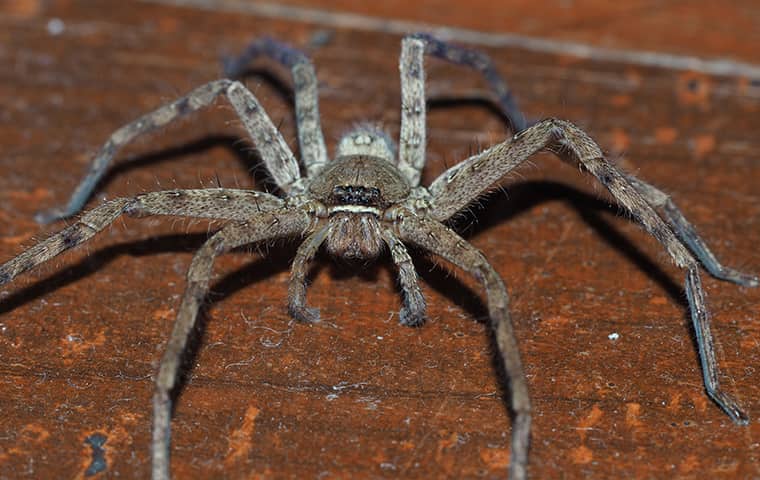 a large huntsman spider crawling on the floor in a florida home