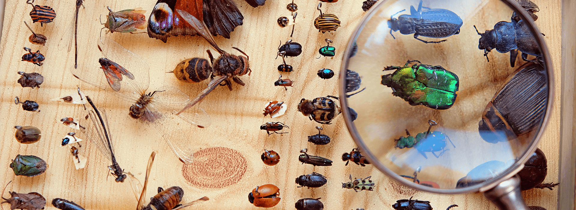 an entomology display case in melbourne florida