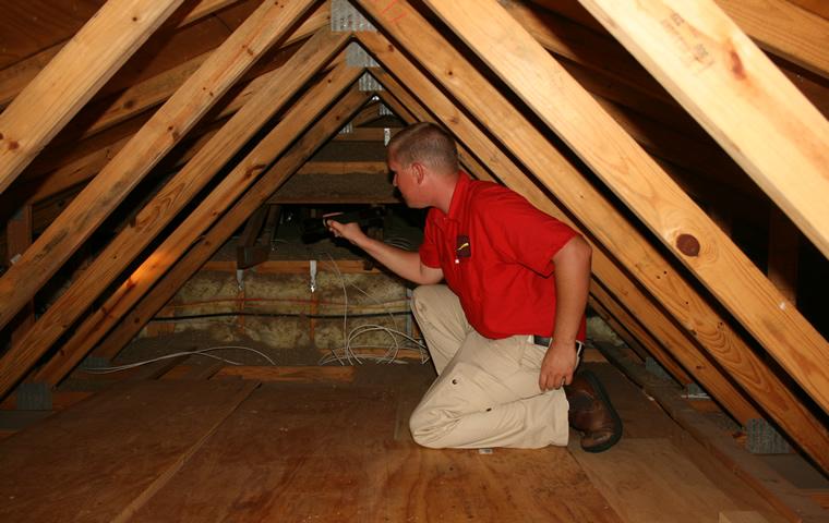 attic pest inspection of a home in jupiter florida