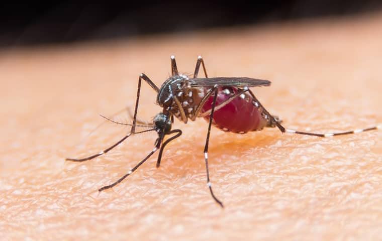 a mosquito stinging a person in boca raton florida