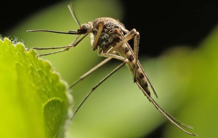 a mosquito on a plant in west palm beach florida