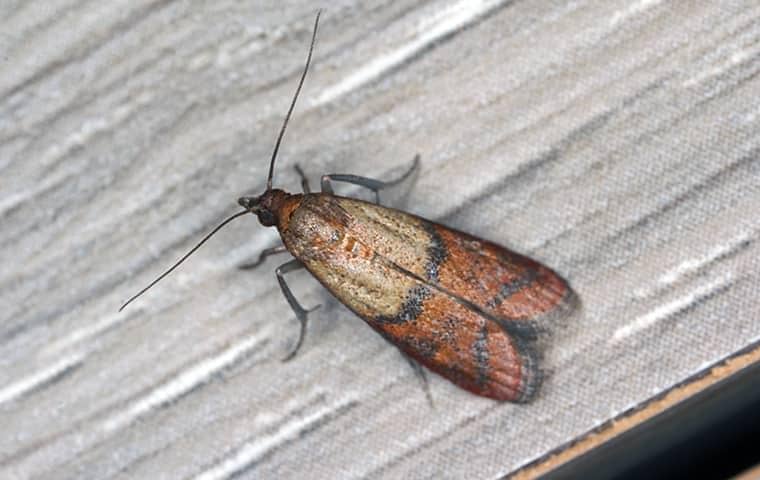 a pantry pest inside a home in port saint lucie florida