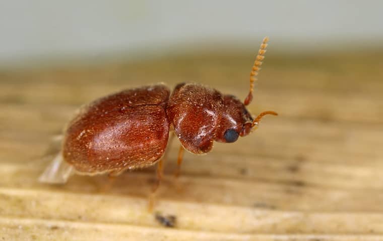 a pantry pest inside a home in stuart florida