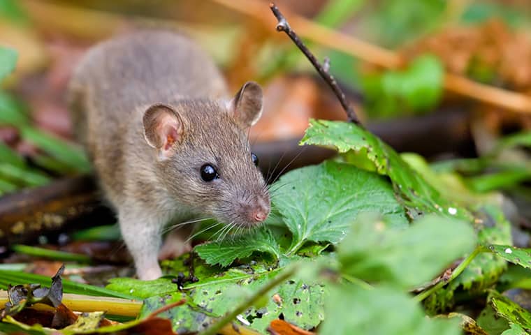 a rat walking on a leaf in florida