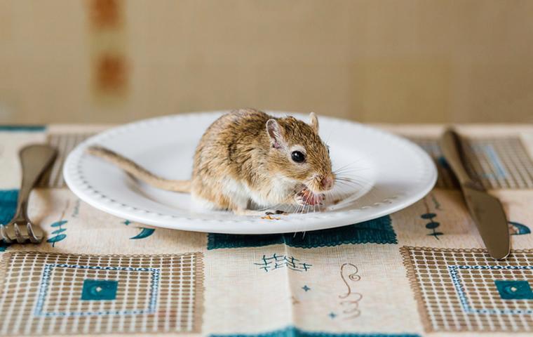 rodent control inside of a home in palm city florida