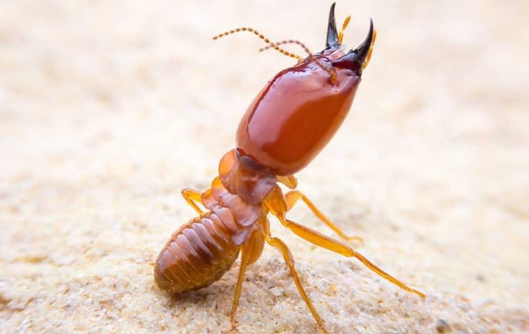 termite leaving a underground nest in fort pierce florida